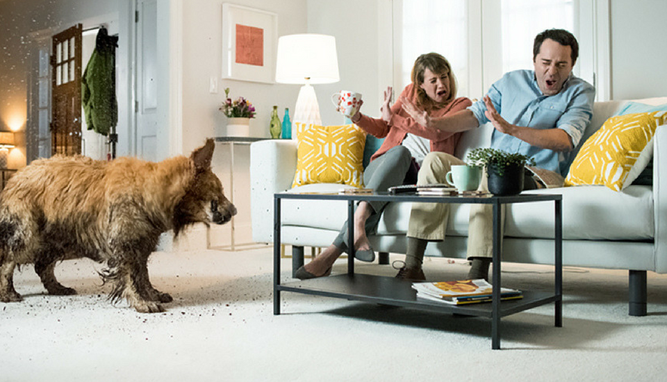 Lees pet-friendly carpet in living room with muddy dog